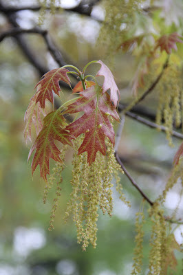 Red Oak Leaf 3