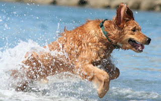 playas para perros alicante 