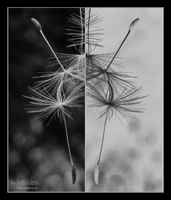 bw_20110514_dubbel