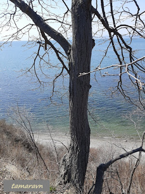 Липа маньчжурская (Tilia mandshurica)