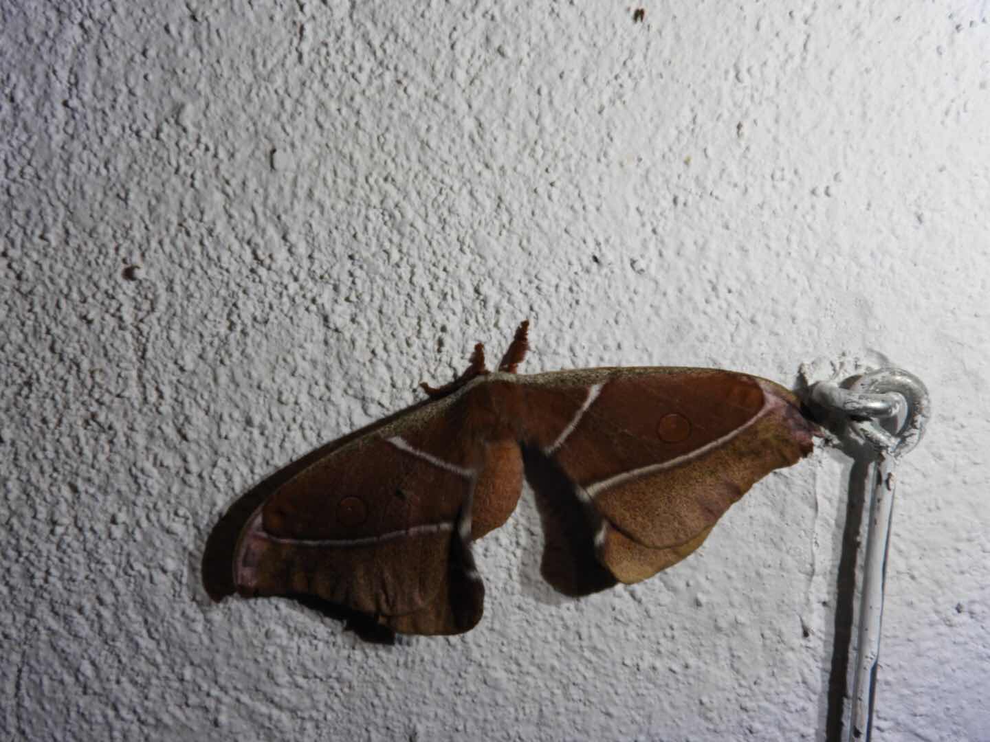 Moth in Madagskar