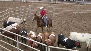 esporte-team-penning