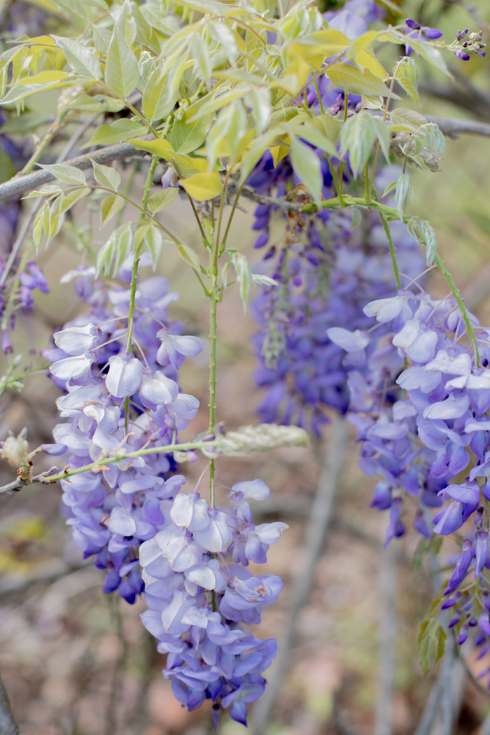 wisteria bloom photo