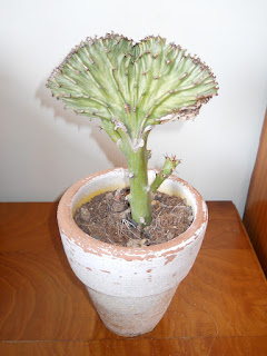 planta suculenta Euphorbia lactea cristata