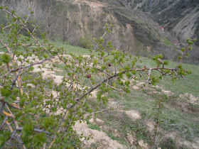 Поход на верхнюю Чайку, ущелье Варзоб, горы Таджикистана
