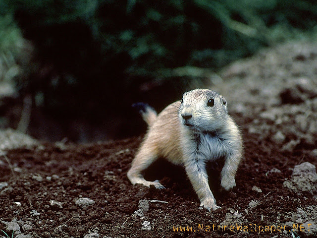 Prairie dog animal wallpaper