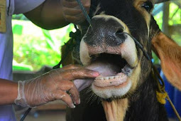  Wabah PMK kian meluas di Kabupaten Bondowoso.