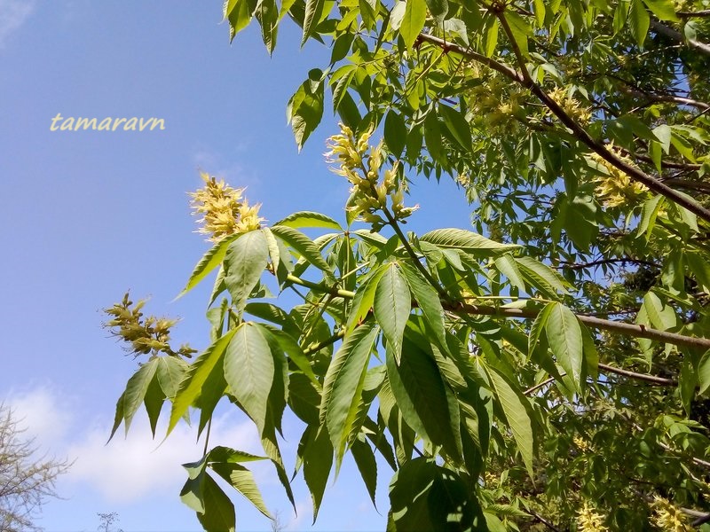 Конский каштан голый / Конский каштан гладкий (Aesculus glabra)