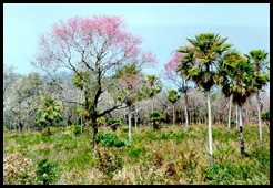 cerrado-brasileiro-7