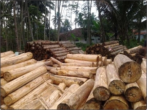 Cara Cerdas Menanam Pohon Jabon sekaligus Mendongkrak 