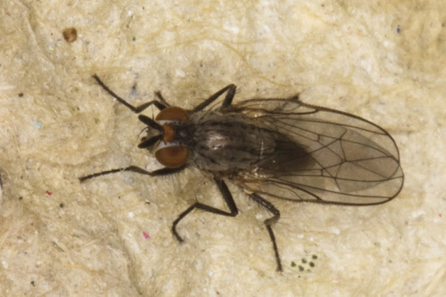 Fly, family Anthomyiidae, in the light trap at Sevenoaks Wildlife Reserve, 24 December 2015