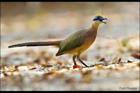 Cúa capirrojo: Coua ruficeps