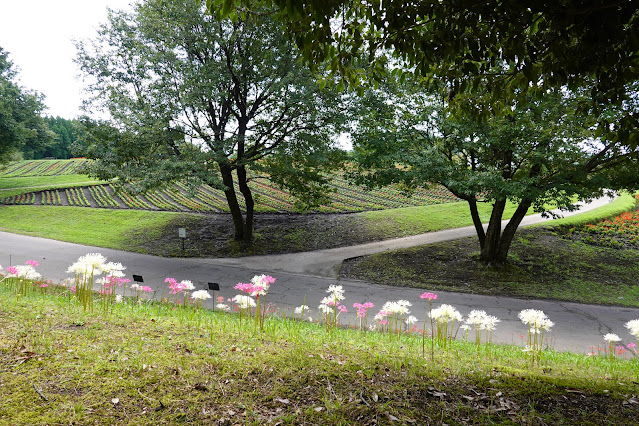 鳥取県西伯郡南部町鶴田　とっとり花回廊　花の丘　ナツズイセン（夏水仙）