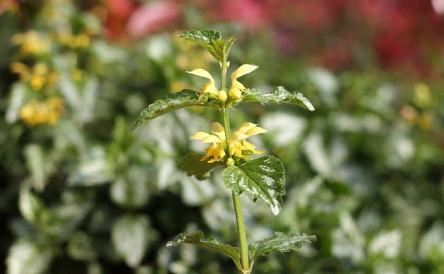 Yellow Archangel Flowers Pictures