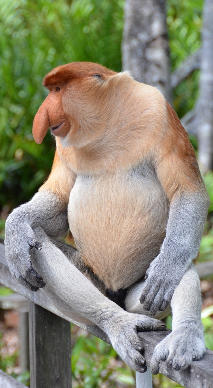 Picture of a proboscis monkey.