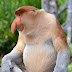 Picture of a proboscis monkey