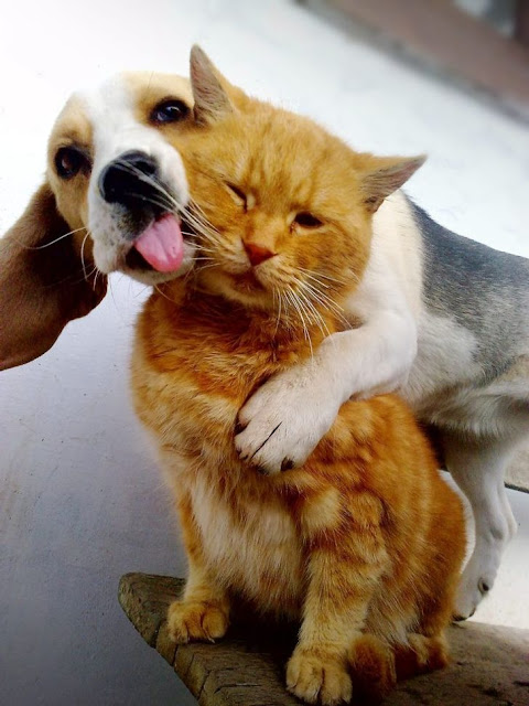 17 fotos que mostram a amizade entre cães e gatos