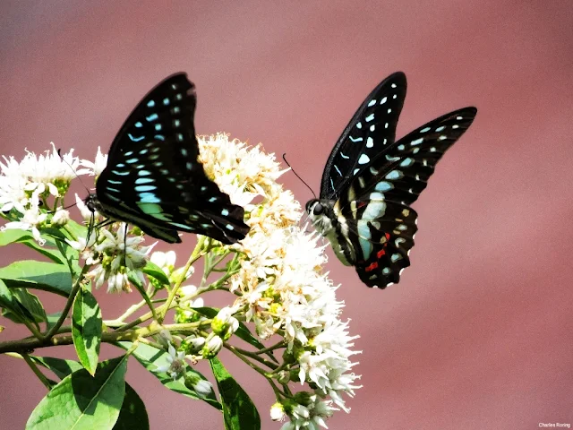 Graphium meyeri meyeri