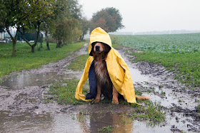 Stock photo of a dog wearing a yellow rain coat in a muddy field