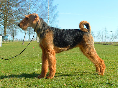 Airedale Terrier