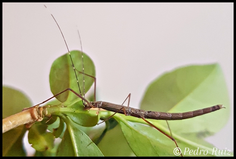 Ninfa hembra L2 de Lamachodes sp "Bokor", 2,5 cm de longitud