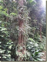 20151228_gommier tree tallest in rain forest (Small)