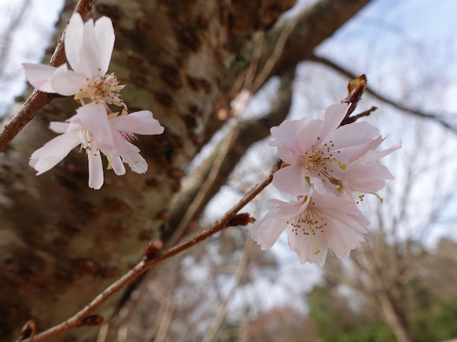 とっとり花回廊　桜の広場　十月桜