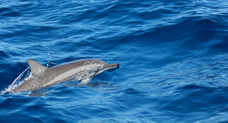 How Long Can Dolphins Hold Their Breath?