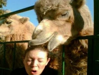 Funny Camel