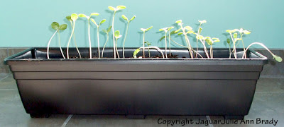 Sunflower Seedlings in a Rectangular Flower Pot