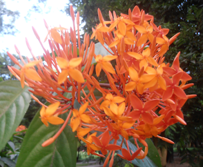 Ixora coccinea: Also known as Jungle geranium flower