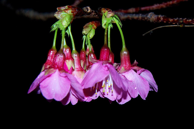 cherry blossoms at night in rain