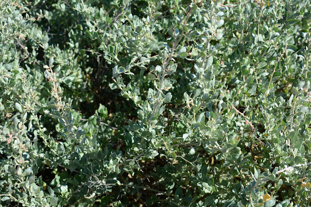 Atriplex halimus