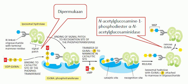 Proses Penandaan Enzim Hidrolase di Permukaan Cis Golgi