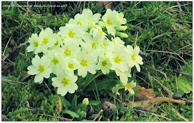 signs of spring, pretty yellow primroses