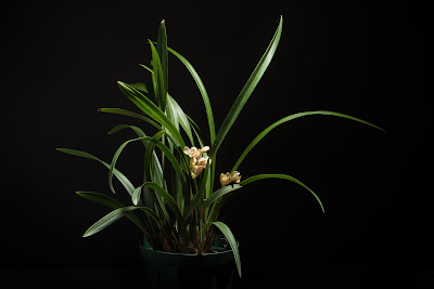 Cymbidium ensifolium - The four-season orchid care and culture