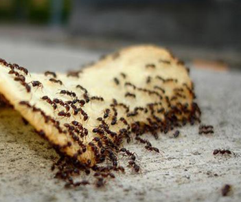Berikut artikel tentang alasan semut suka gula.. semut makan gula..kenapa semut suka yg manis..menyukai gula..teori semut mengejar makanan manis