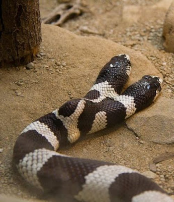 two headed snake