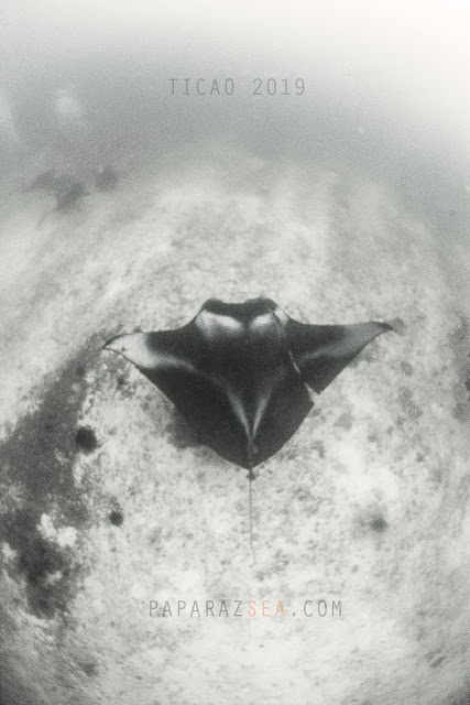 Scuba diving, UNDERWATER PHOTOGRAPHY, BICOL, DIVE MANTA BOWL, DIVE TICAO, DIVE PHILIPPINES, PAPARAZSEA