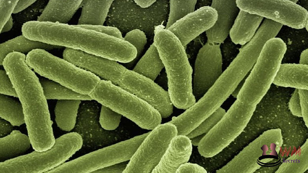 E. coli or Bacillus bacteria