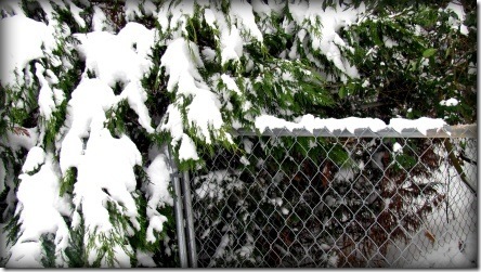 thawing out winter