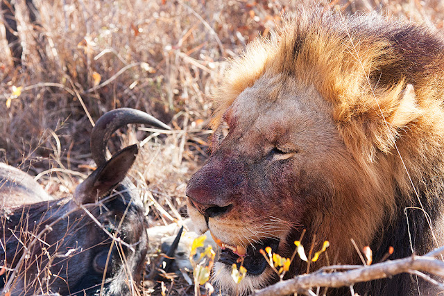 Il re leone   kruger safari sud africa 