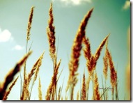 Digital_photography_%5Bwallcoo_com%5D_wild_grass_07