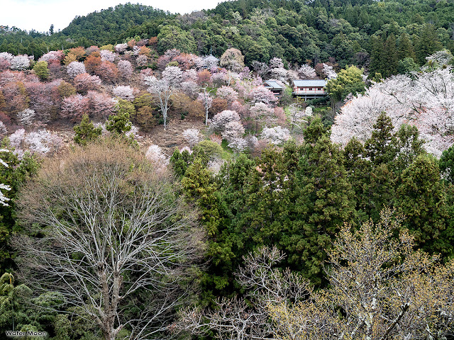 Yama-zakura (Prunus jamasakura) blossoms: Mt. Yoshino (Nara prefecture)