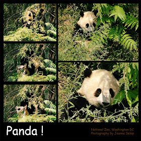 Panda Washington DC National Zoo 2006