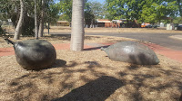 BIG Boab Seeds in Kununurra | Australian BIG Things