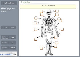 http://www.ceiploreto.es/sugerencias/florentino/laminas_interactivas/esqueleto01/actividad.html