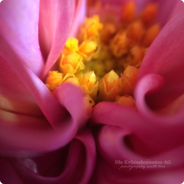 Think Pink  MakroMontag (02)