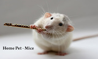 General Behaviour and Reproduction of Mice