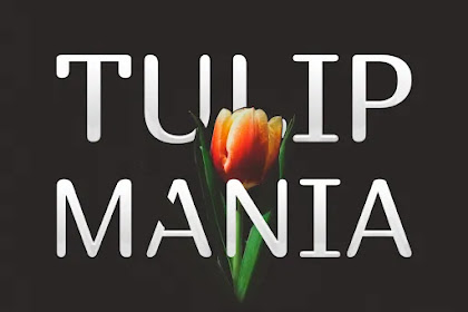 Tulip Mania гэж юу вэ?